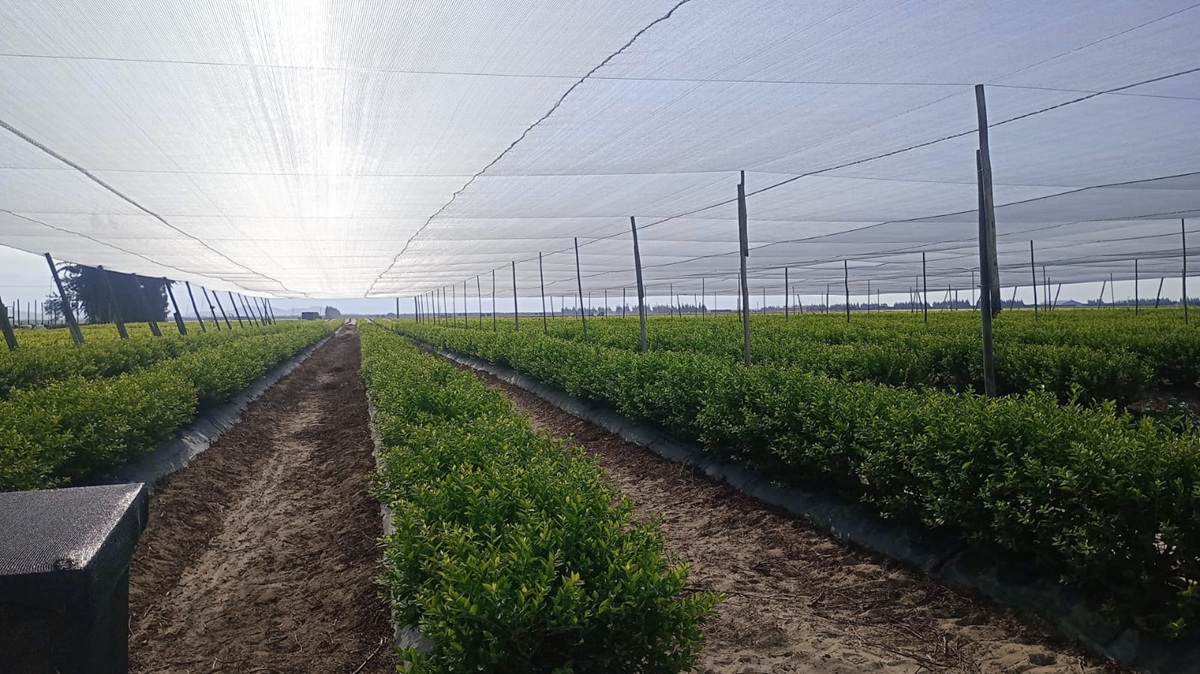 Optimización del microclima para arándanos de alta calidad.jpeg